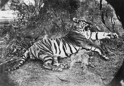 Tiger, c.1870 by English Photographer